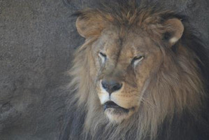 八木山動物公園で校外実習～動物園観察会へ向けて～