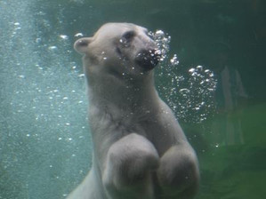 動物園観察会実施報告　in　八木山動物公園