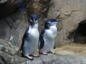 仙台うみの杜水族館